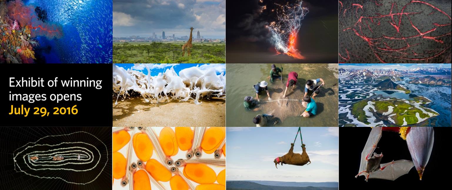 BIG PICTURE / Natural World Photography Competition. 2016